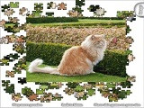 Hra - Jigsaw Lion Cat